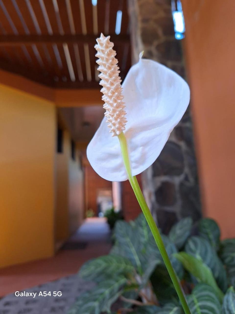 La Fortuna Iris Arenal Hotel المظهر الخارجي الصورة